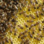 abeilles ouvrières dans ruche