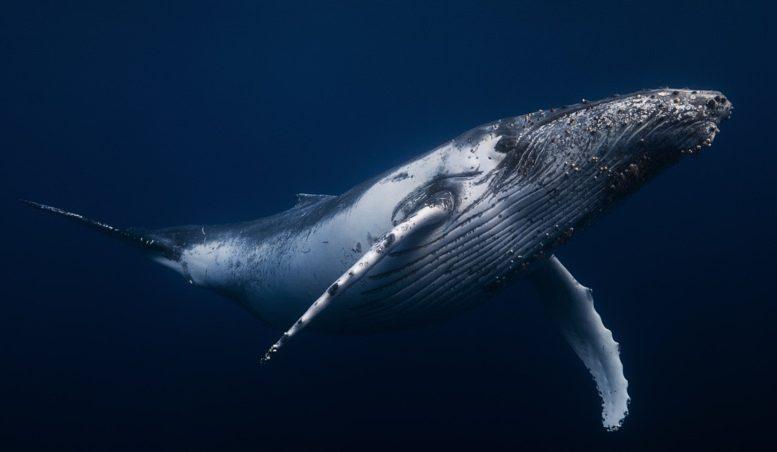 baleine-image