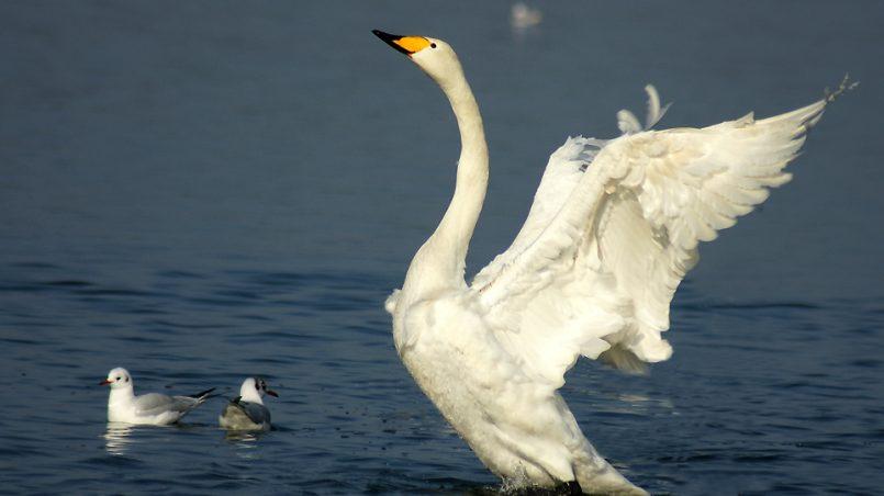 cygne sauvage