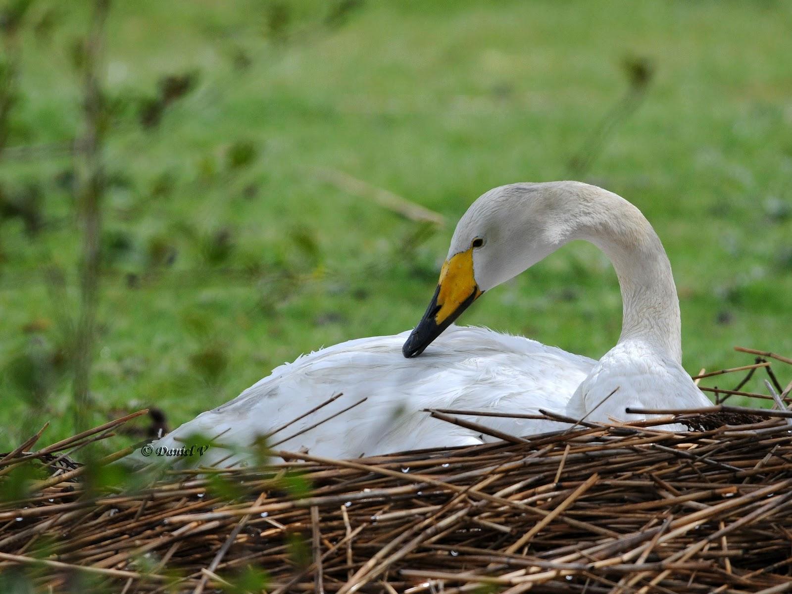 cygne sauvage dans son nid