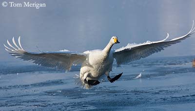 cygne sauvage qui atterrit sur l'eau