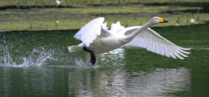 cygne sauvage qui prend son envol