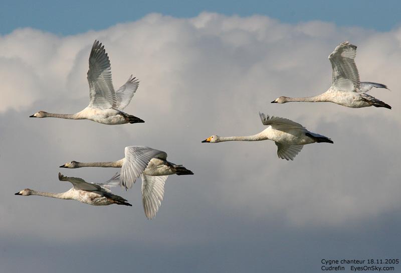 cygnes sauvages qui volent