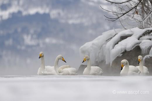 cygnes sauvages