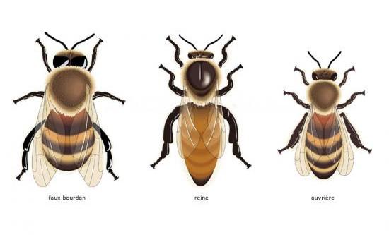 les 3 variétés d'abeilles