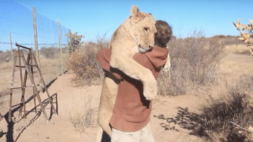 lion qui fait un câlin à un humain