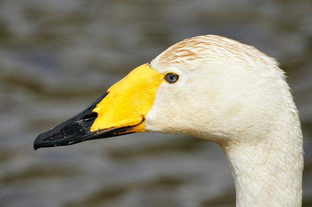 tête de cygne sauvage