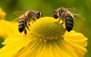 abeilles qui butinent une fleur