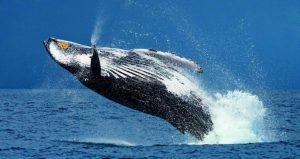 baleine à bosse