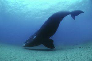 baleine australe