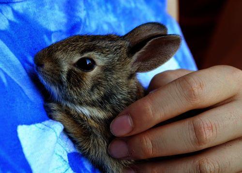 câlin lapin peureux